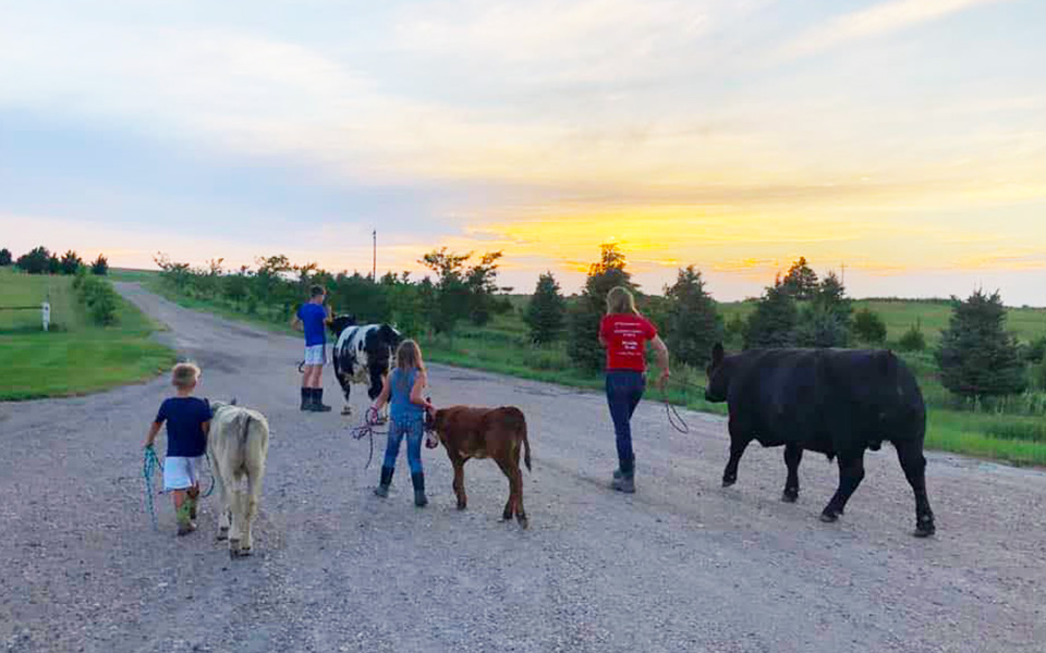 Walking The Cows